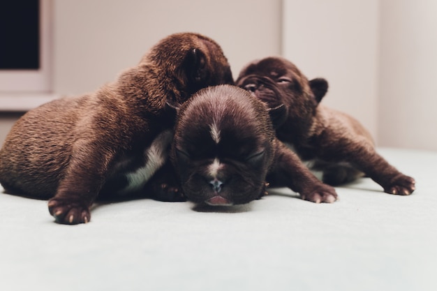 Franse bulldog pup slapen