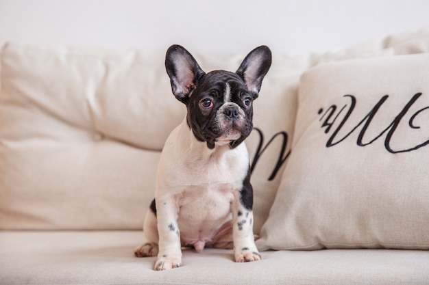 Franse bulldog pup staat op de bank