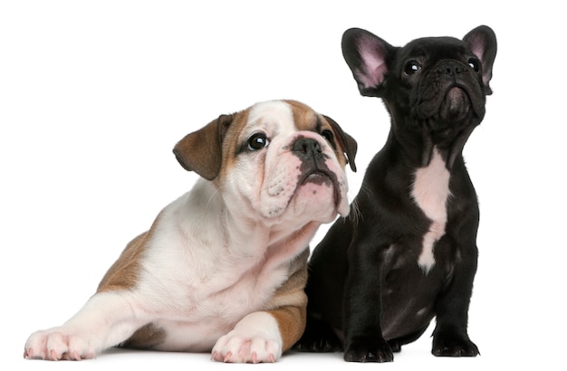 Franse Bulldog puppy en Engels Bulldog puppy (8 weken oud) opzoeken