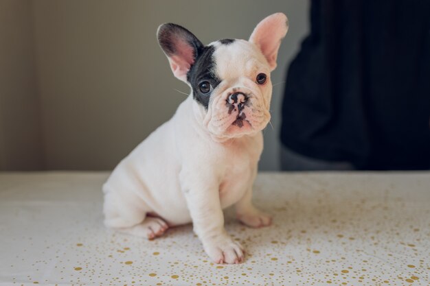 Franse Bulldog Puppy in de camera kijken.