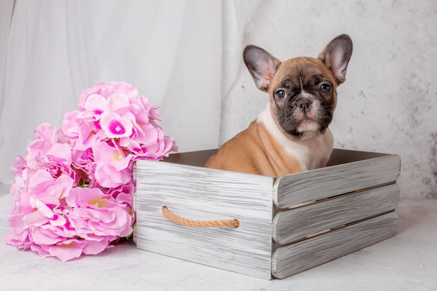 Franse bulldog puppy in een mand met bloemen op een witte achtergrond