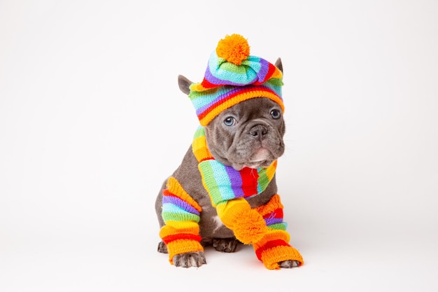 Franse bulldog puppy in regenboogkleurige winterkleren op een witte achtergrond reisconcept