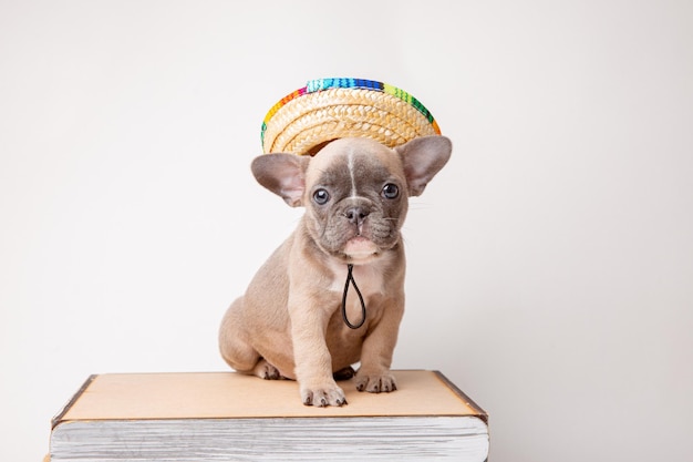 Franse bulldog puppy in zonnebril stro hoed op witte achtergrond reizen concept
