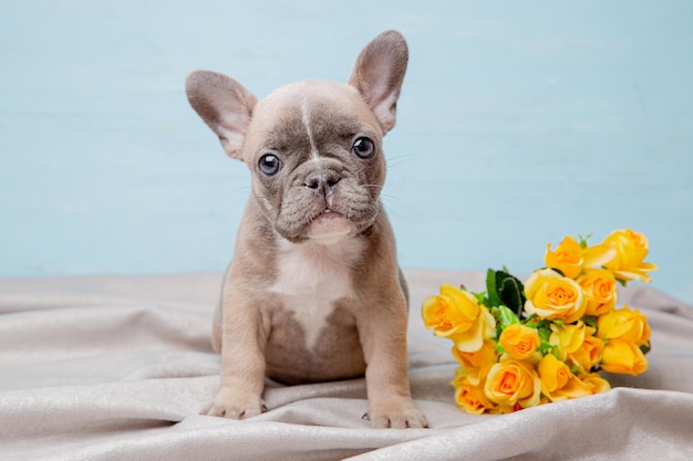 Franse bulldog puppy met lentebloemen op een blauwe achtergrond