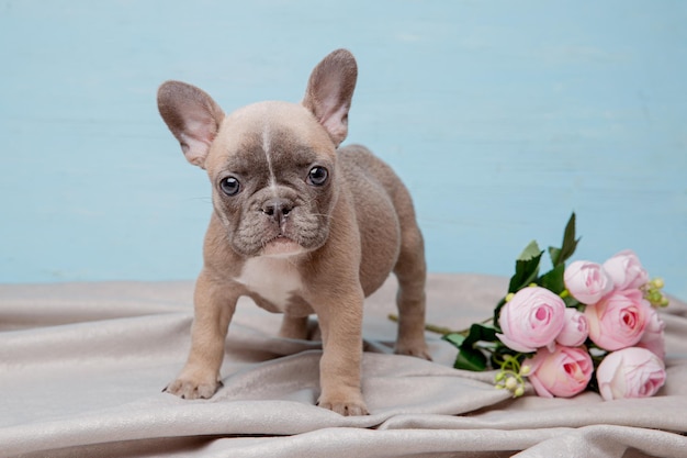 Franse bulldog puppy met lentebloemen op een blauwe achtergrond