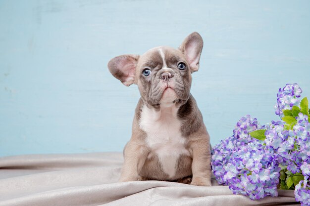 Franse bulldog puppy met lentebloemen op een blauwe achtergrond