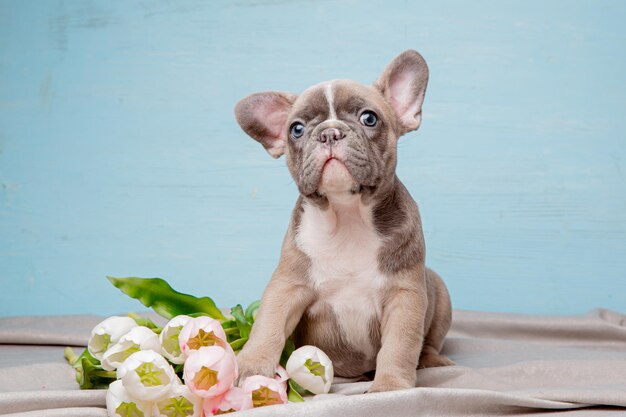 Franse bulldog puppy met lentebloemen op een blauwe achtergrond