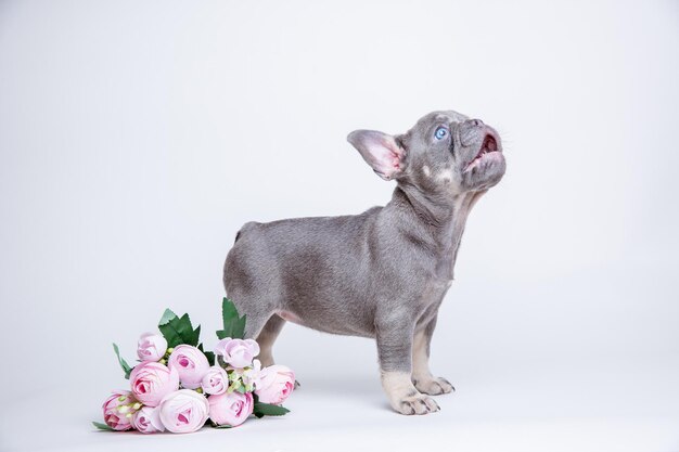 Franse bulldog puppy met lentebloemen op een witte achtergrond