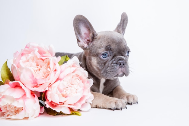 Franse bulldog puppy met lentebloemen op een witte achtergrond