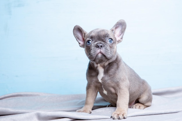 Franse bulldog puppy op blauwe achtergrond schattige huisdieren concept