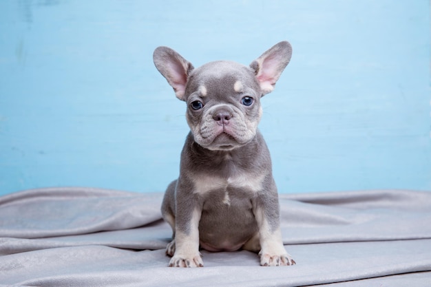 Franse bulldog puppy op blauwe achtergrond schattige huisdieren concept