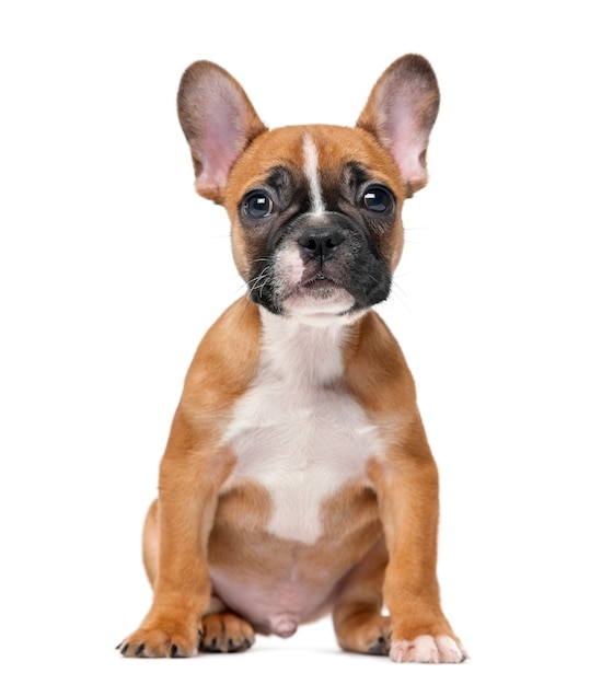 Franse bulldog-puppy voor een witte muur