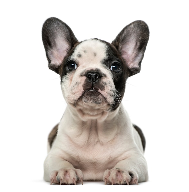 Franse Bulldog-puppy voor een witte muur