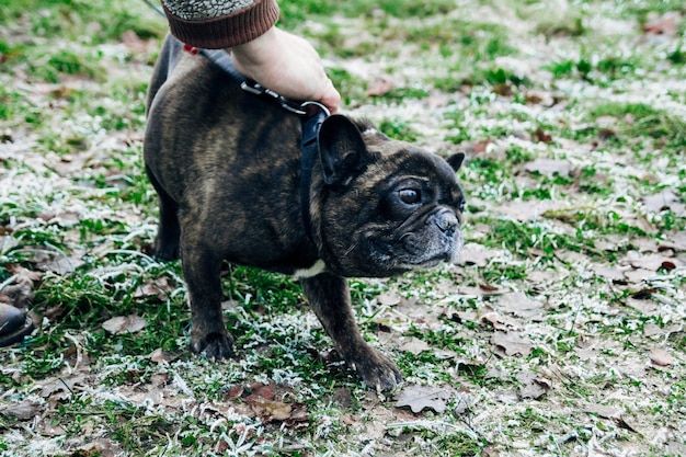 Franse Bulldog rasechte hondenwandeling op een koude winterochtend