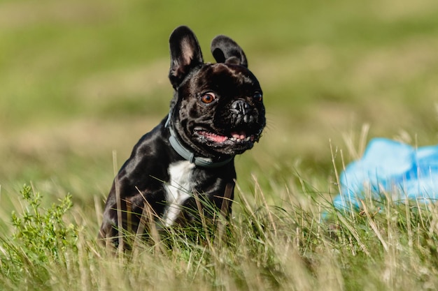 Franse bulldog rennen en kunstaas vangen op competitie