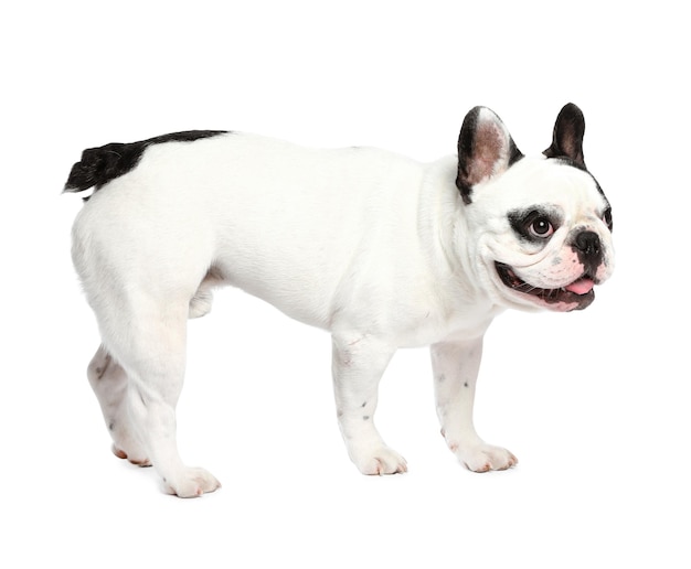 Franse bulldog spelen met speelgoed op witte achtergrond