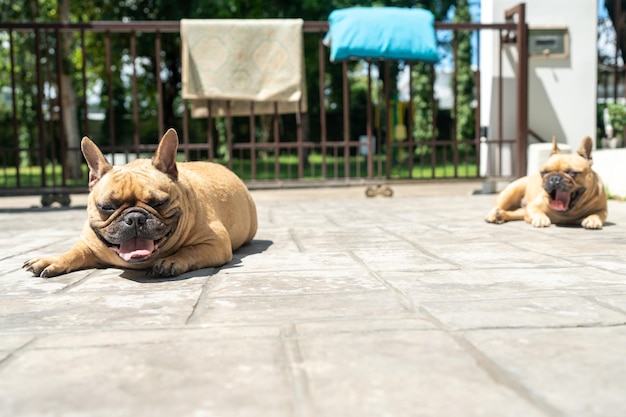 Franse bulldog steekt zijn tong uit op de grond op een warme dag. Hond koelt zichzelf af door te zweten via