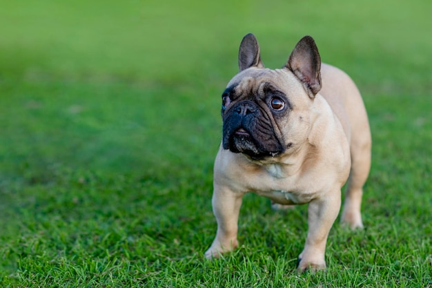 Franse Bulldog uit voor een wandeling op het groene gras op een zonnige warme dag