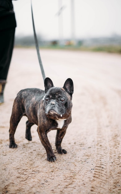 franse bulldog wandelen in de winter