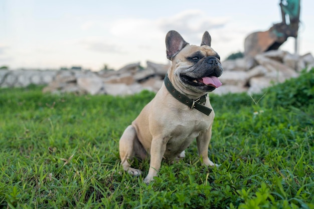 Franse bulldog zit in het veld Hond zit buiten en kijkt weg