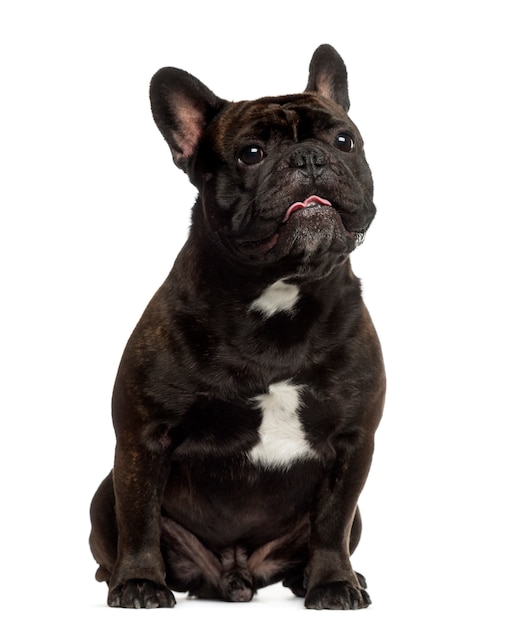 Franse Bulldog zitten en opzoeken