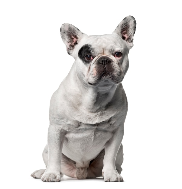 Franse bulldog zitten, geïsoleerd op wit