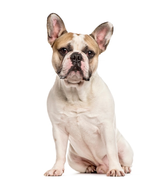 Franse bulldog zitten, geïsoleerd op wit
