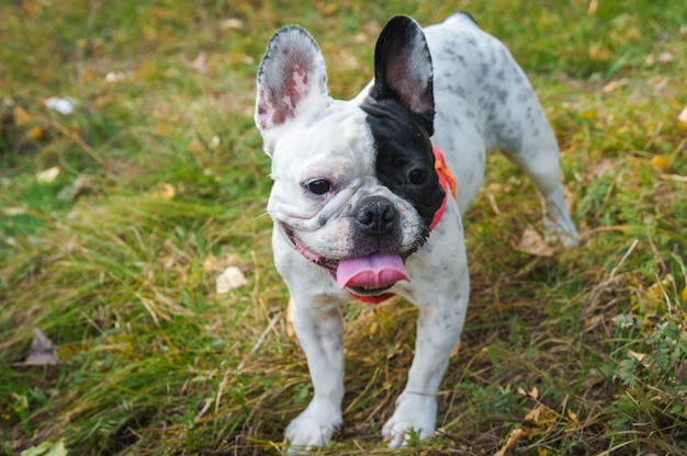 Franse bulldog zwart-witte kleur