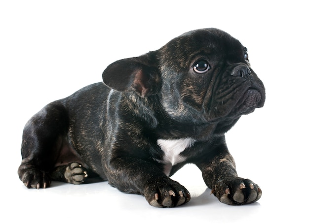 Franse bulldog