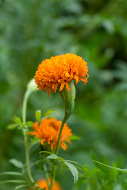 Franse goudsbloemen, oranje goudsbloemenbloem