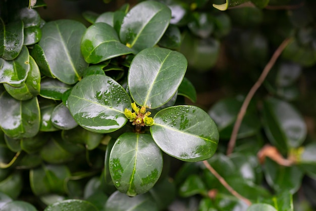 Foto franse groene bladeren in regendruppels ligustrum japonicum