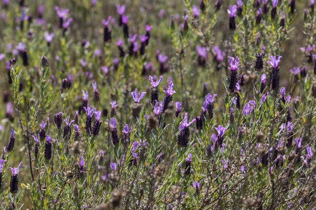 Franse lavendelbloemen