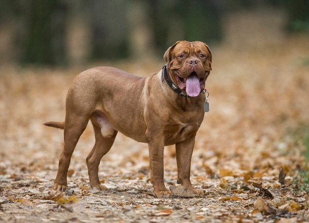 Franse Mastiff in de herfstpark.