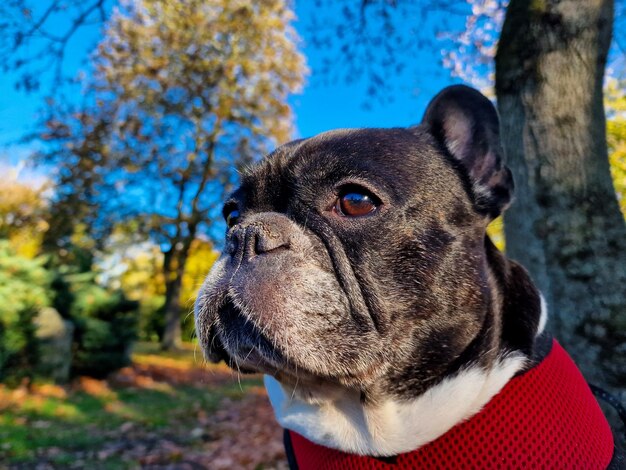 Photo franzosische bulldogge