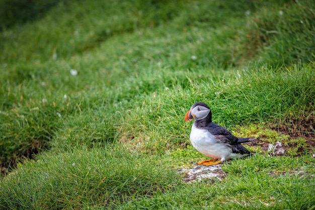 Fratercula arctica in mykines, faroe