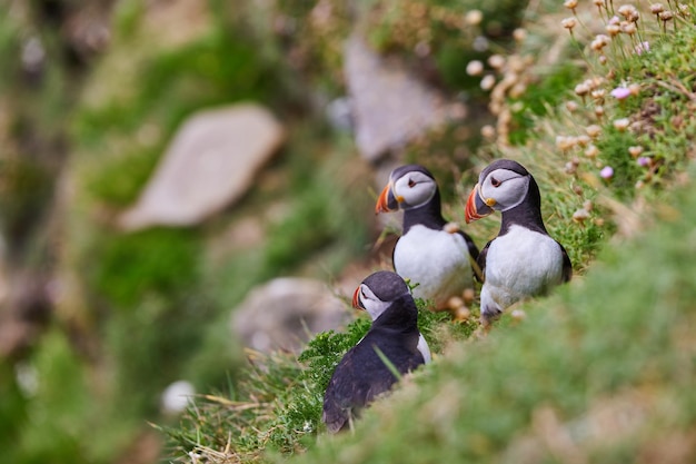 Fratercula puffin in saltee island ireland in the process of migration