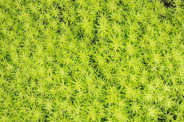 Freash Groene bladachtergrond