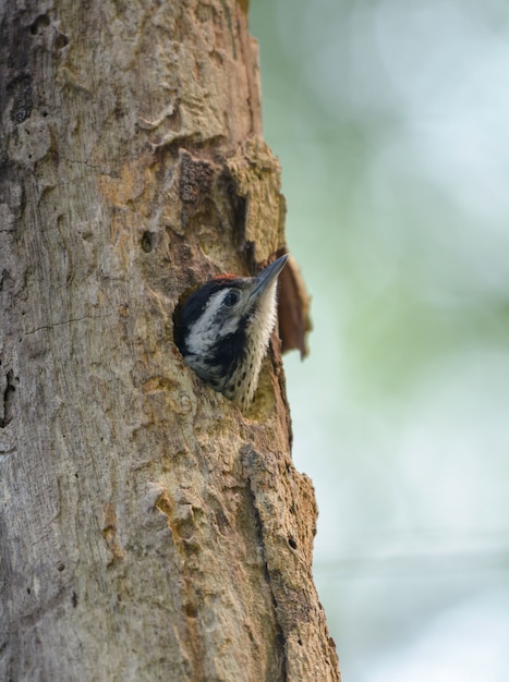 Freckle-breasted Woodpecker (baby)