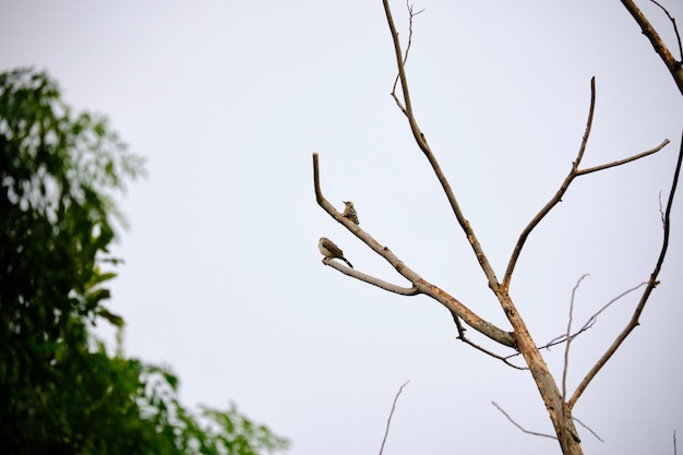 写真 そばかすの胸のキツツキ鳥とすすけた頭のヒヨドリが木の幹にとまる