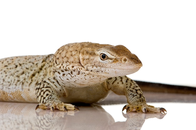 Freckled Monitor in front on a white isolated