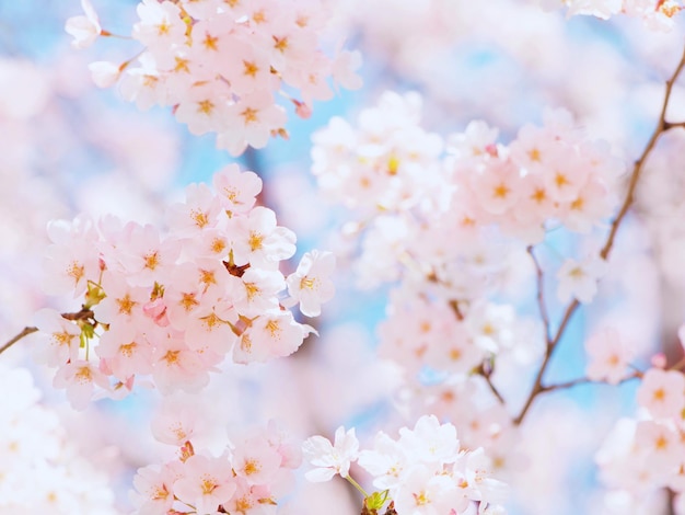 写真 美しい桜の花を無料で撮る