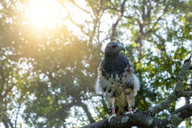 Free flying eagle in falconry training