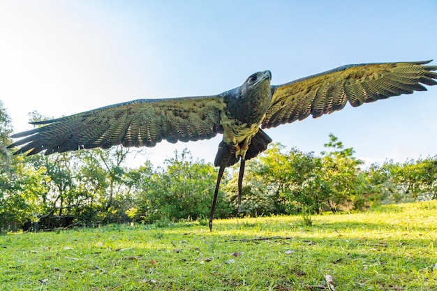 Free flying eagle in falconry training