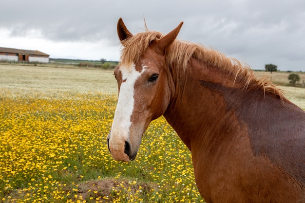 Photo free horse in a blossom meadow