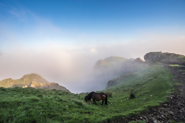 Photo free horse on the top of the peñas de aya