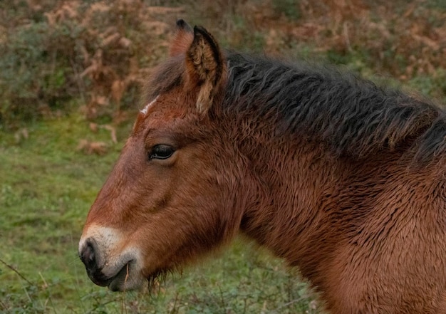 free horses in the forest