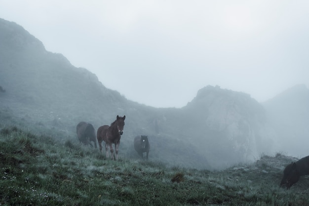 Photo free horses on the top of the peñas de aya