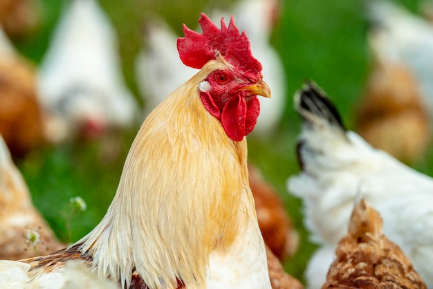 Free living chicken on farmland