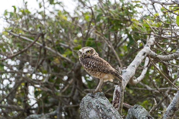 Free owl in the wild watching over the branches of a tree in Rio das Ostras in Rio de Janeiro.