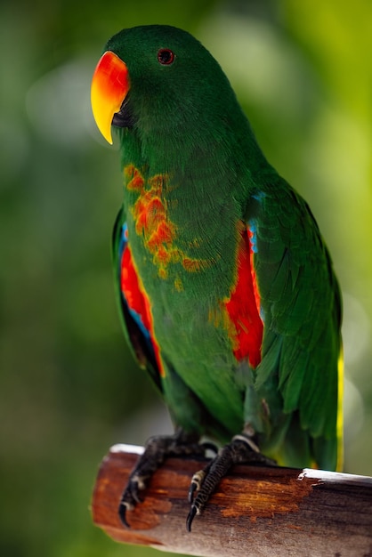 Photo free parrot image